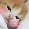 Tác giả cute nhmt