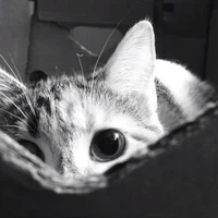 Là tao con tác giả viết truyện xàm ns1tg