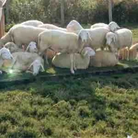 Hệ thống cừu nhỏ