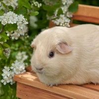 Pun - thú cưng của Hân