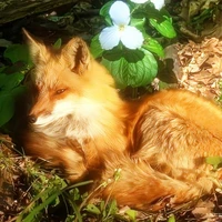 Hệ thống số Hiệu 001-Inari