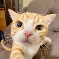Cả lớp