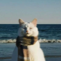 Mèo