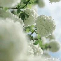 Cân mọi vai diễn