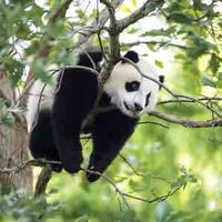 Gấu trúc biết nhờn