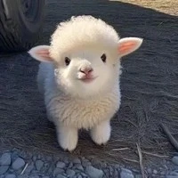 lazy sheep ( t/g)