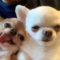 tổng tài lạnh lùng