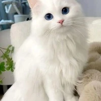 Bột