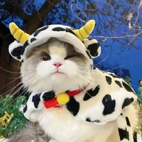 meo meo Yun Mi