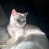 Lê Quang Hùng [Mèo]