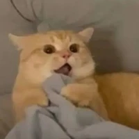 mồn lèo bị ngáo