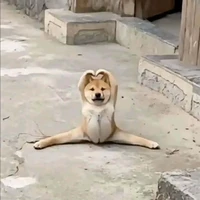 Dâu bị khùm /tg