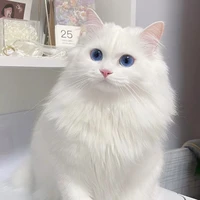 Tuyết Tuyết | Meo / Nhóc