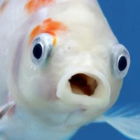 Bạch Mộng bạch tạng