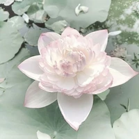 gia tộc bách Việt 