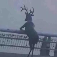 tác giả buồn iar