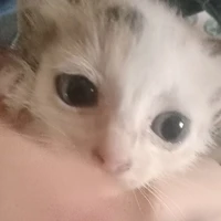 Tvee