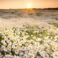 Là ai còn lâu mới biết