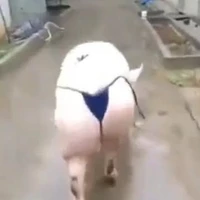 t.g lọ vương mạnh nhất thắng nnn