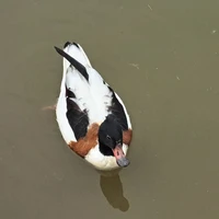 cả đám người sống sót