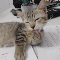 T/g ko les(kj-meo thúi)