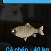 cá chép