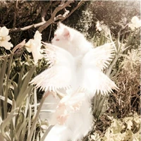 [ Hệ Thống - Kitty ]