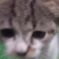 bạn t/g não cá xanh