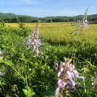 tác giả chuyên văn + simp otp