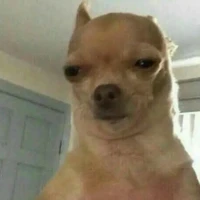 t/g chủ " wifi xàm"