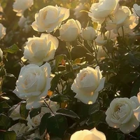 🌿_ Moroku Yuri _🌿