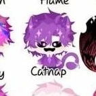 hiha catnap (Mèo tím )