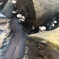 ??