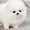 Cún nì~