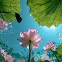 Nguyễn Thị Tống Sen