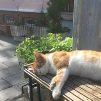 Nguyễn Đại Việt