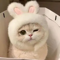 mèo con
