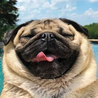 Pug pug