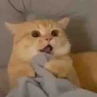 gấu trúc mê cua