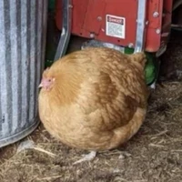 con gà bị shedlestky ăn