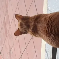 Mèo nhà tác giả kiêm trợ lý Ngọc