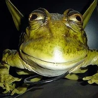cucudu