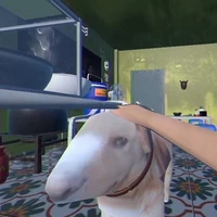 cậu vàng"con báo"