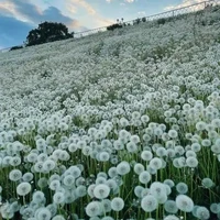 tổng tài bá đạo yêu em