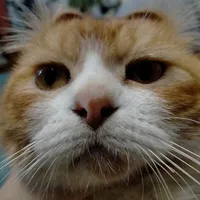 All (trừ 1 số trường hợp)