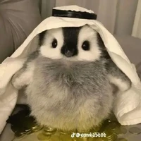 Chim Cánh Cụt (Di Di)