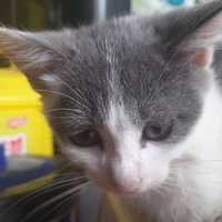 tất cả (-ai thì trừ)