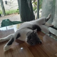 all cân mọi nhân vật