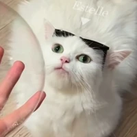 bông(nó bỏ nhà theo trai rồi)