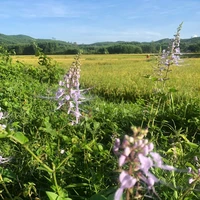 Tác giả chuyên văn + simp otp